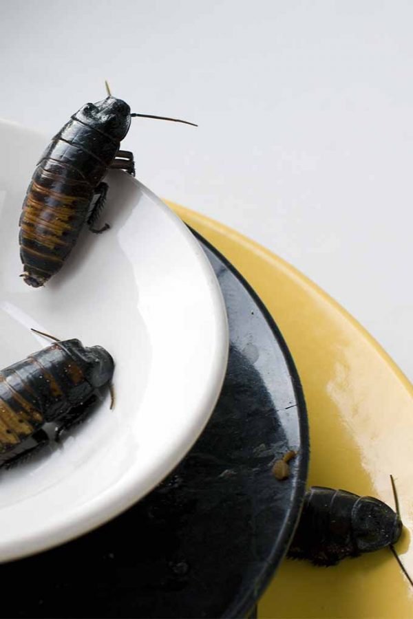 How To Get Rid Of Cockroaches In Your Kitchen Foodal