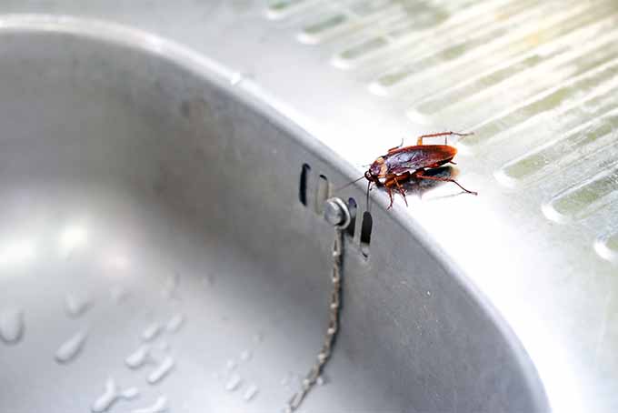 Learn how to rid your kitchen of cockroaches | Foodal.com