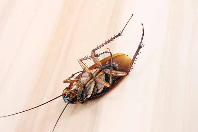 Cockroaches are vile pests; get expert advice about how to keep them out of your kitchen | Foodal.com