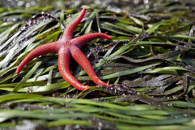 Starfish in Eel Grass | Foodal.com