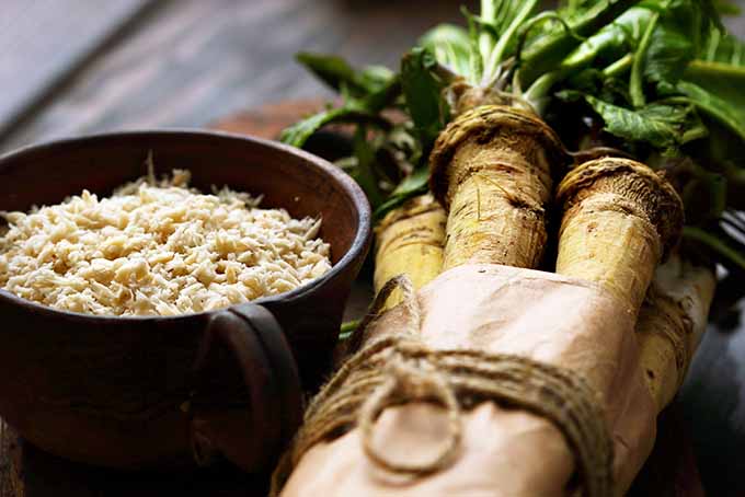 Wrapped Whole Horseradish | Foodal.com