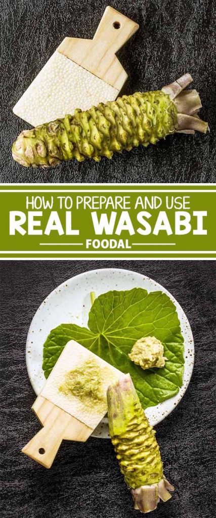 Do you think wasabi is just that green blob you’re too afraid to eat on your sushi plate? Think again! Wasabi is an extraordinary rare plant that provides a vibrant flavor and spicy punch. Learn exactly what it is, how to buy it, how to prep and store it at home, and how to cook with it in your own kitchen. Read more about this tasty rhizome on Foodal now! 