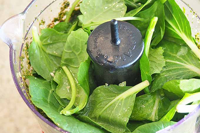 Spinach Pesto Pasta Salad Recipe | Foodal.com