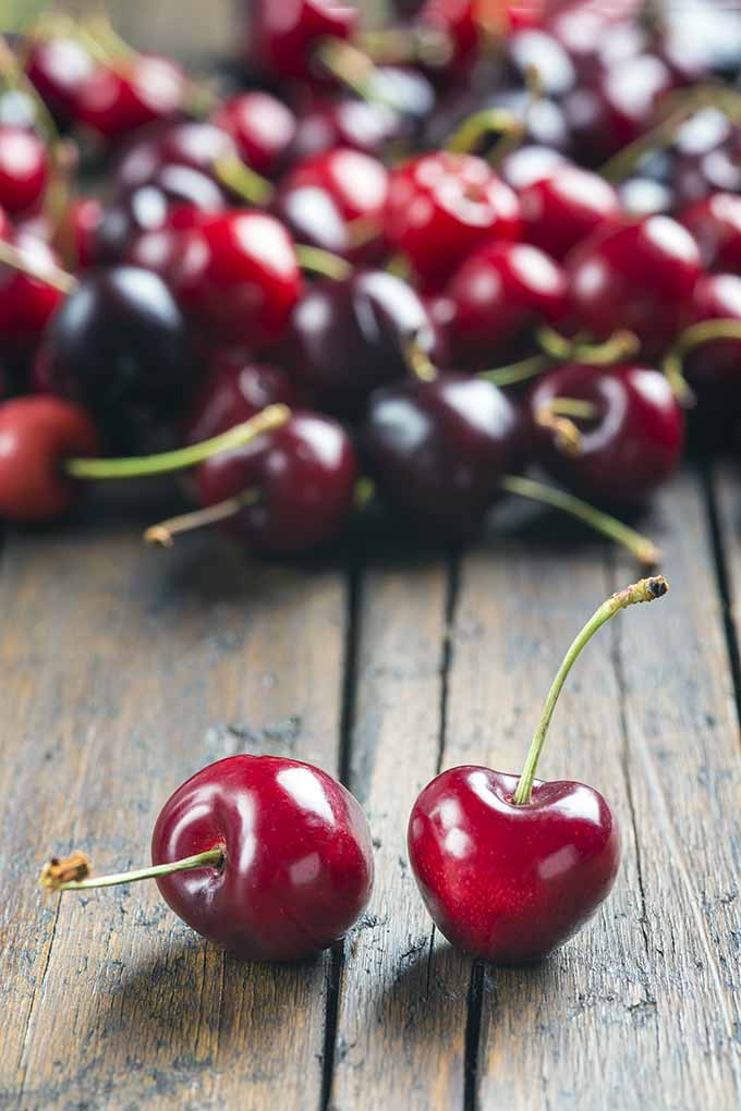 Pesky pits? Get all the information you need to choose the best cherry and olive pitter for you! Read more now: https://foodal.com/kitchen/general-kitchenware/guides-general-kitchenware/best-cherry-olive-pitters/