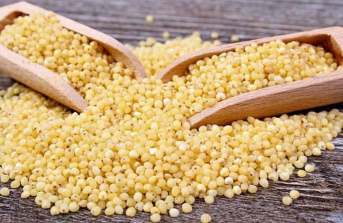 Close up of a pile of yellow millet on a rustic wooden surface. Two wooden scoops accompany the grain. | Foodal