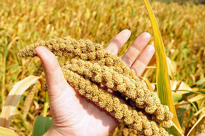 A human hand holds a stock of yellow millet with complete seed heads. A field full of complete plants are in the background. | Foodal