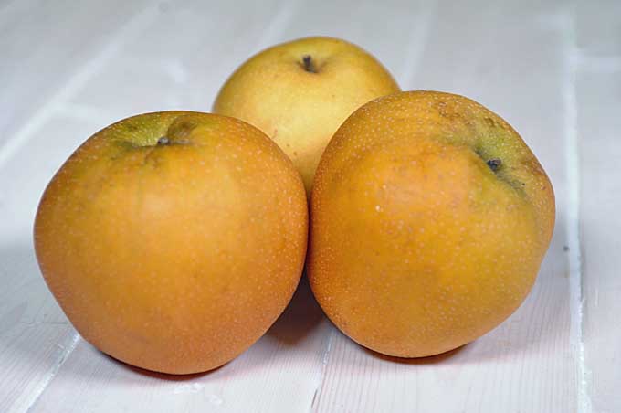 Asian Pears | Foodal.com