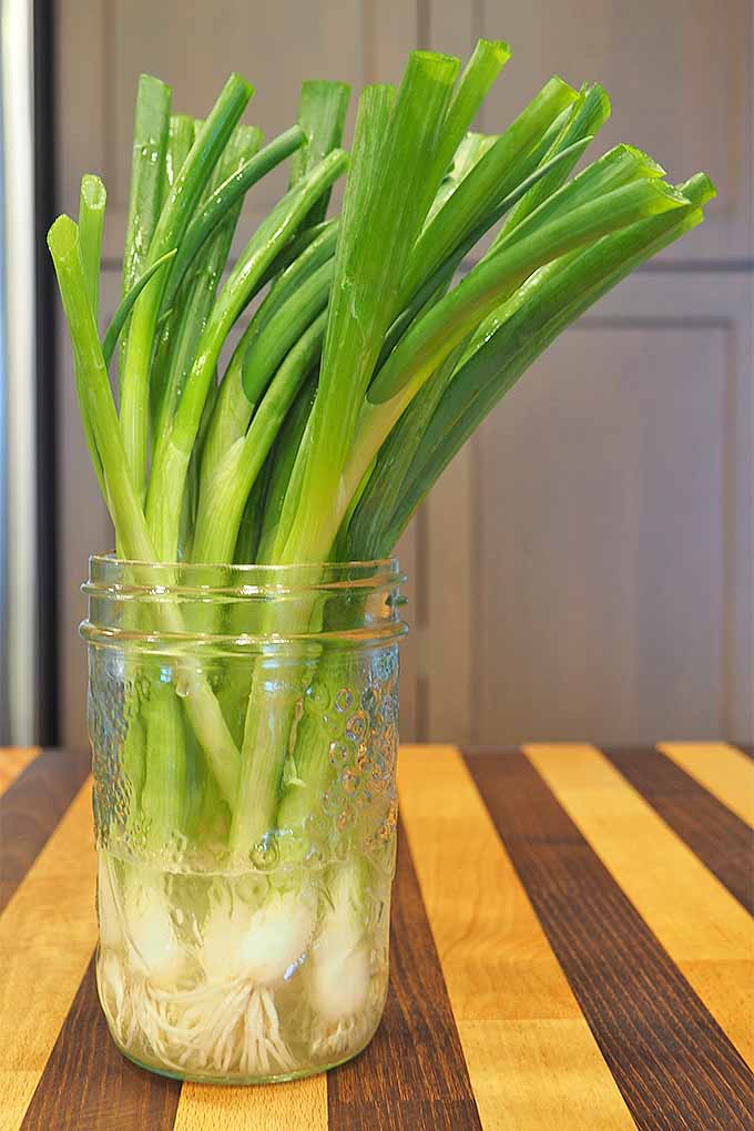 Add flavor to your food (with less salt!) with green onions. Read more now, or Pin It for later: https://foodal.com/knowledge/how-to/select-prep-chop-scallions/