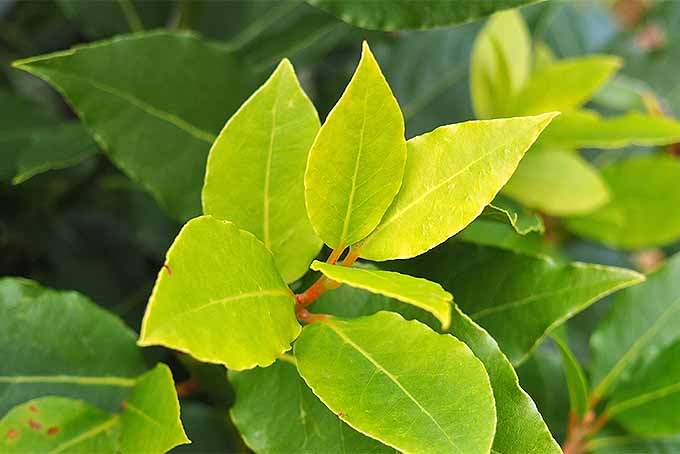 Grow and enjoy your own bay leaves | Foodal.com