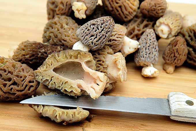 Fresh morel mushrooms, sliced to show a hollow center | Foodal.com