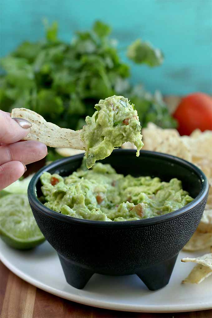 A woman's hand holds a tortilla chip that has been used to scoop up some homemade guacamole dip from a black molcajete-style serving bowl, with a plate of tortilla chips and limes, and a bunch of cilantro and a tomato against a blue background.