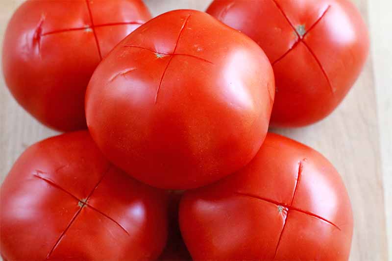 Closeup of five tomatoes with X's scored into the bottom peels, arranged on a beige countertop.