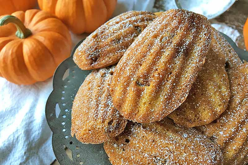 Horizontal image of stacked shell cookies dusted with powdered sugar with pumpkins in the background.