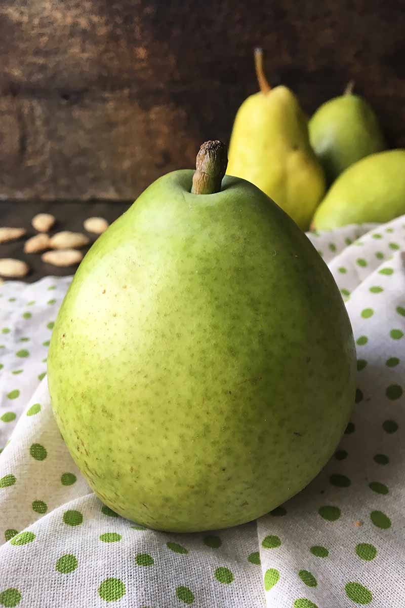 Vertical image of a pear on a green polka-dot napkin with more pears in the background.