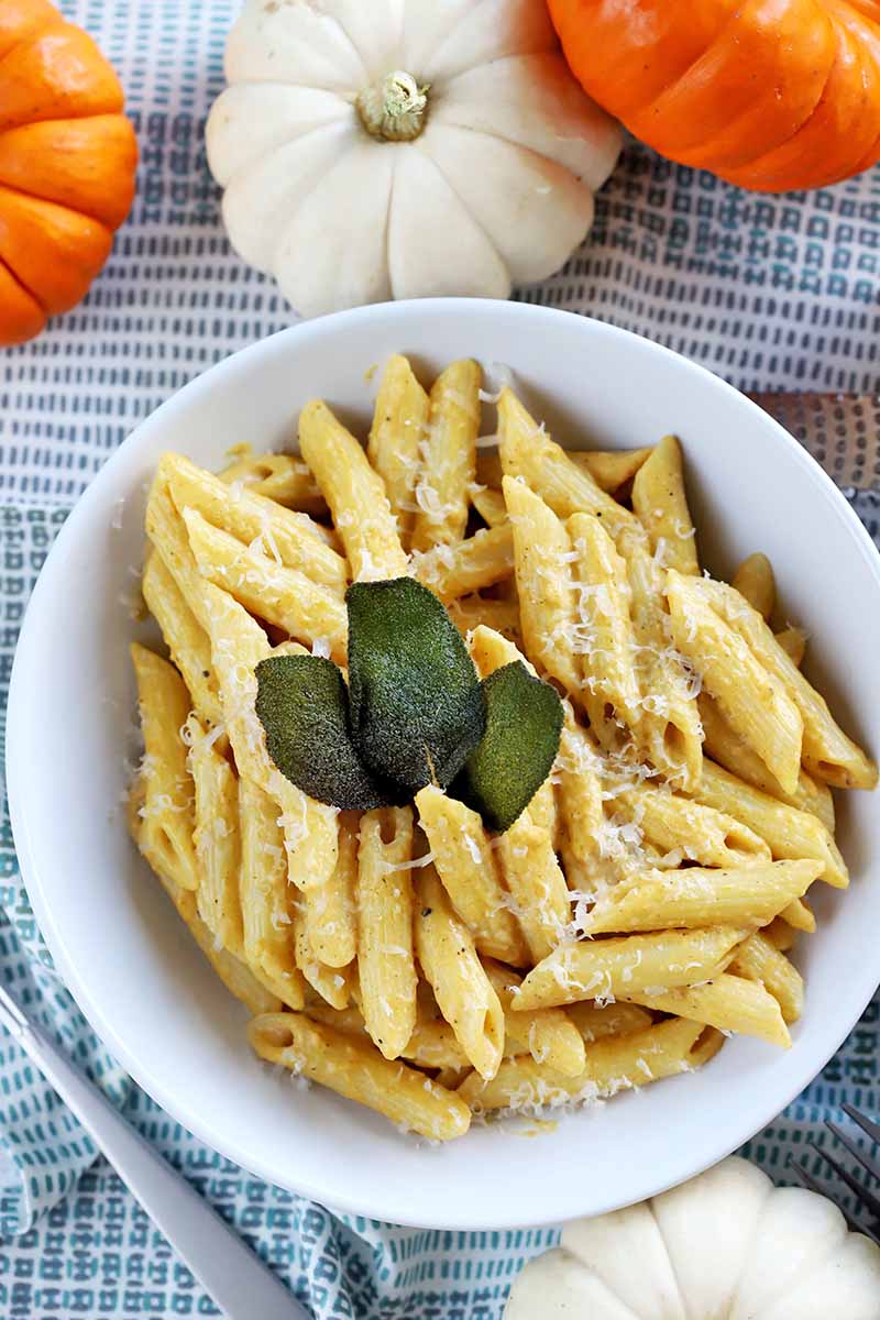 Overhead vertical shot of white pasta with squash cream sauce, topped with fried sage leaves for garnish, on a blue and white checkered tablecloth with white and orange miniature decorative pumpkins.