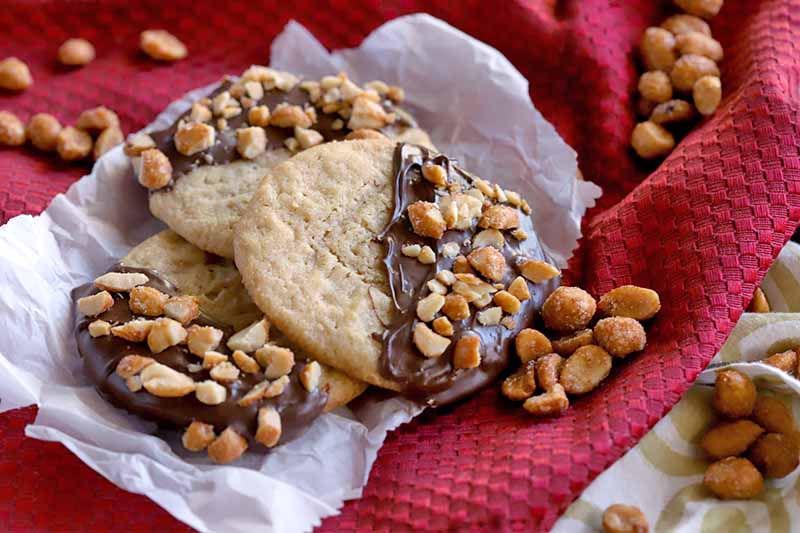 Three chocolate-coated peanut butter cookies on a piece of parchment paper on top of a gathered red cloth with scattered honey roasted nuts.