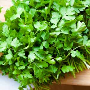 A close up of a bundle of cilantro.