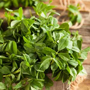 Top down and close up view of a bouquet of fresh fenugreek leaves.