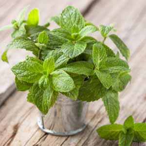 Fresh mint leaves in a small, shiny metal bucket.