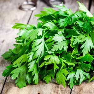 Close up of fresh flat-leaf parsley on rustic wooden table.