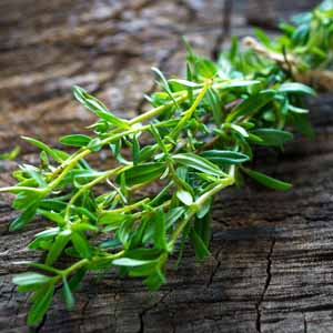A bouquet of summer savory on a rustic and aged wooden surface.