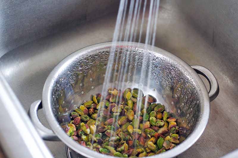 Water sprays from a faucet onto blanched pistachios in a metal colander in a stainless steel kitchen sink.