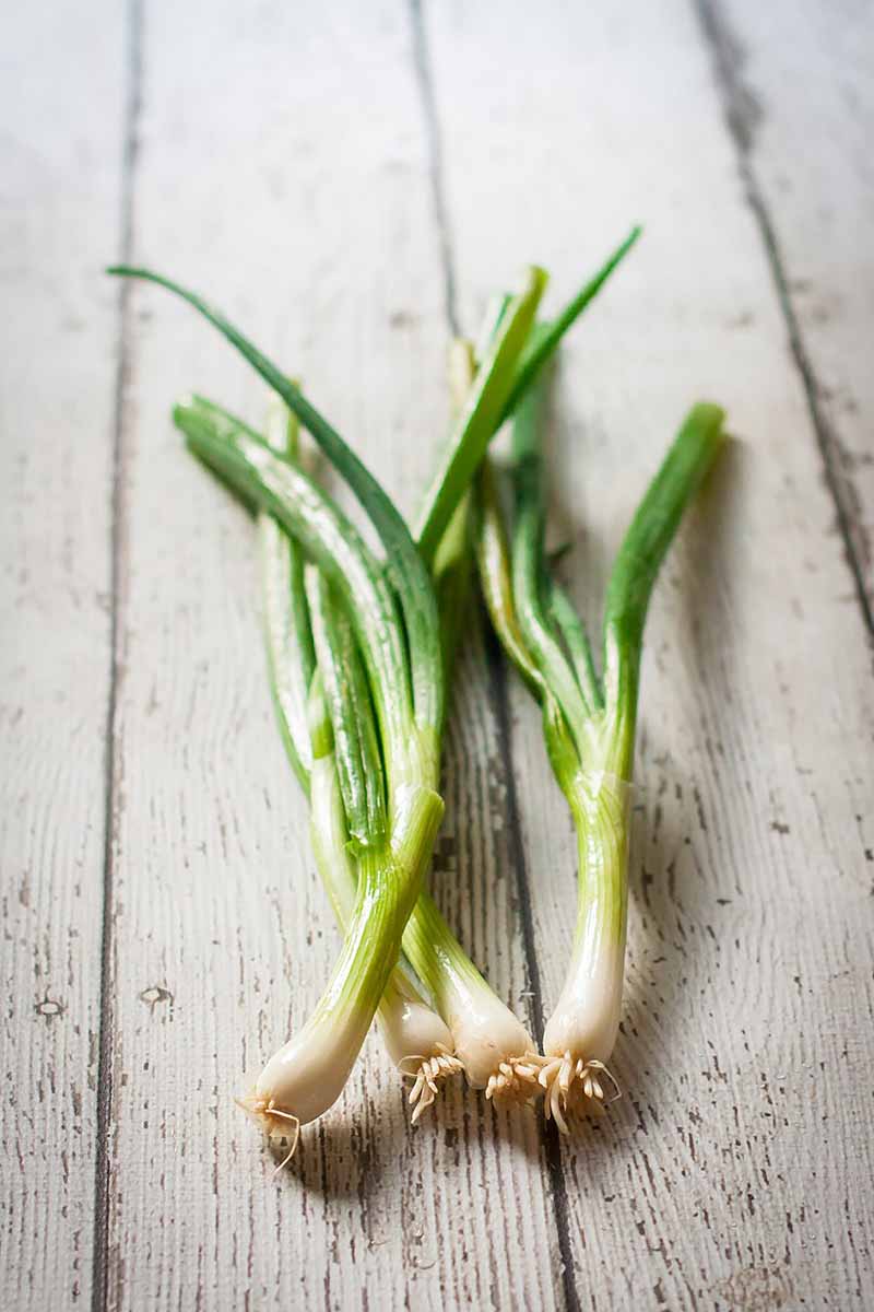 Vertical image of whole green onions on a white wooden surface.