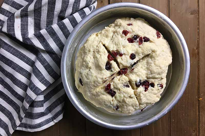 Horizontal image of scored dough with dried cranberries in a cake pan on a napkin.