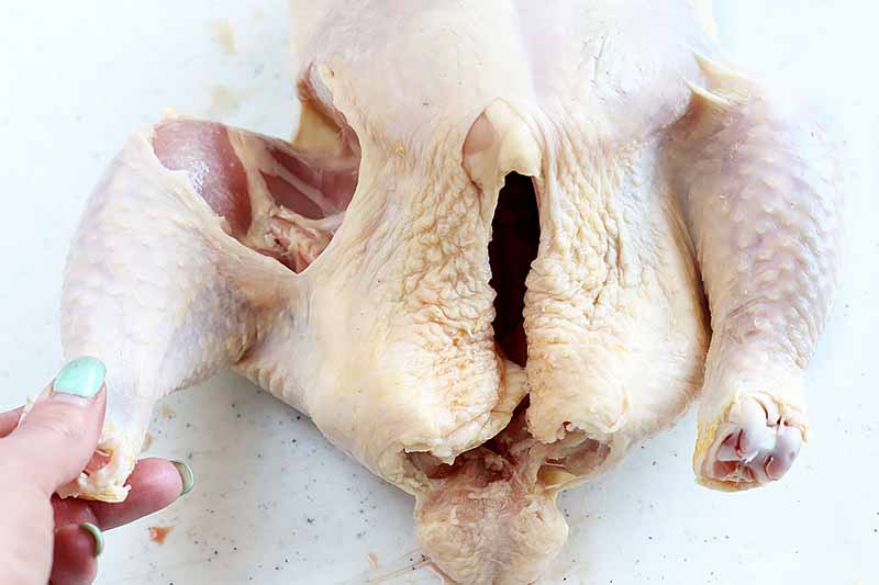 Horizontal image of a whole raw chicken with a hand pulling off one of the drumsticks.