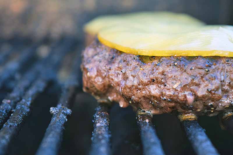 Slices of smoked gouda are melting on top of beef burgers on a charcoal grill.