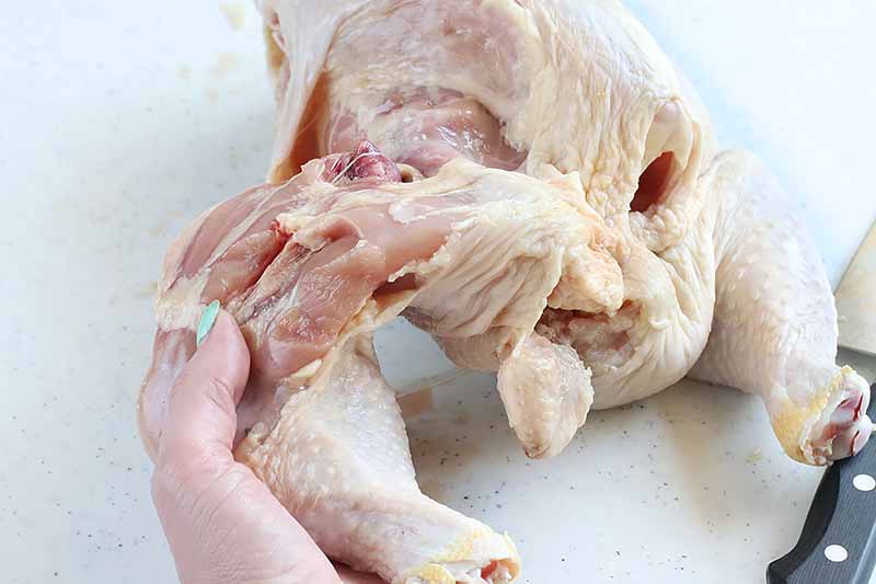 Horizontal image of a hand pulling apart the drumstick from the rest of a whole raw poultry.