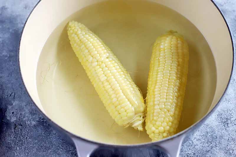 Horizontal image of a pot with water and two whole corn cobs.