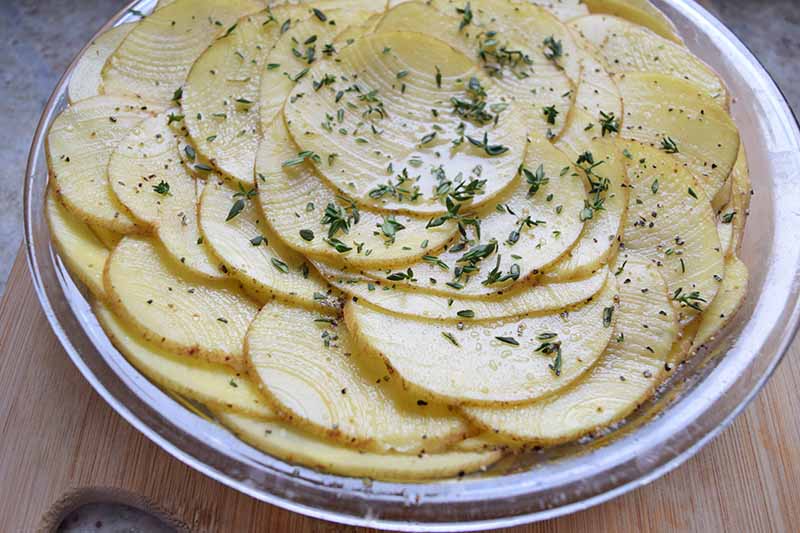 Horizontal oblique overhead image of thinly sliced raw potatoes arranged in concentric circles in a glass pie dish, sprinkled with fresh thyme, on an unfinished wood surface.