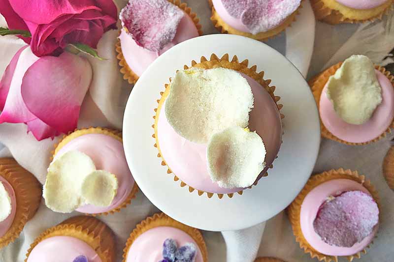 Horizontal image of one pink cupcake with two rose petals on a white cake stand above other cupcakes with assorted sugared flowers.