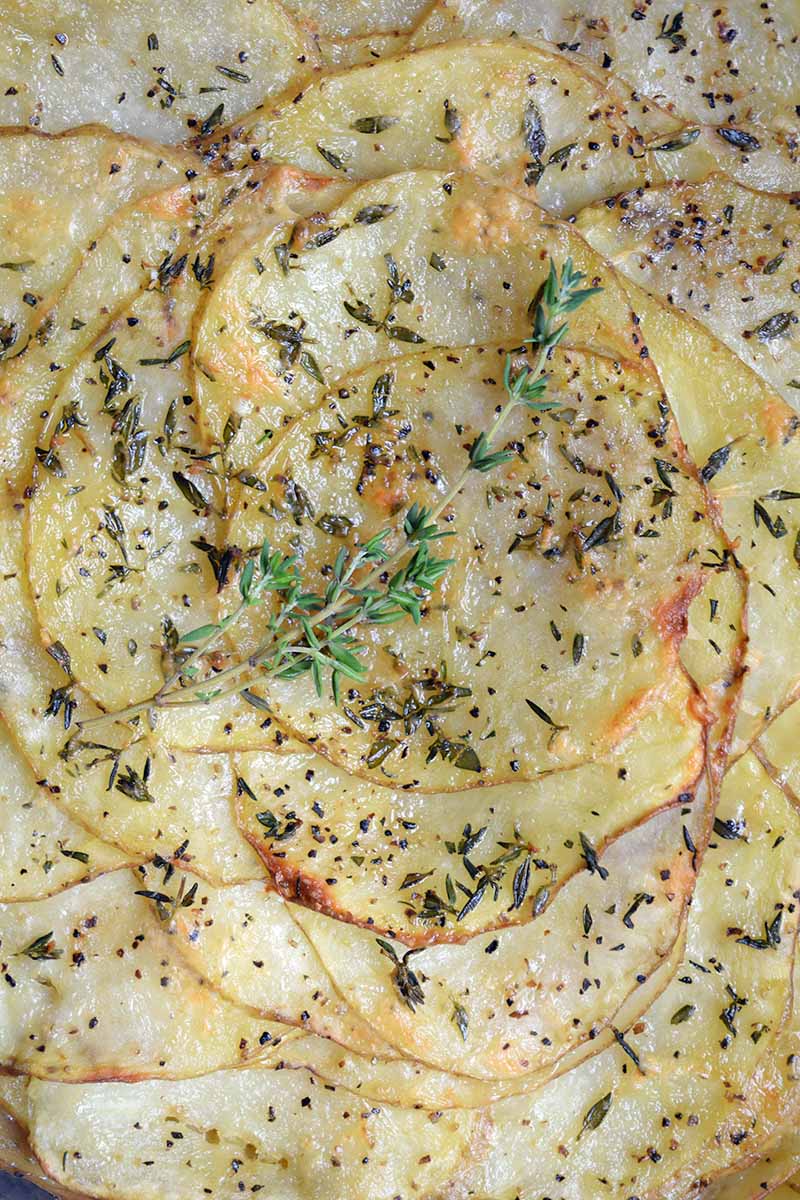 Vertical closeup overhead image of a casserole made with thinly sliced potatoed, shredded Pecorino cheese, sauteed garlic and onions, and fresh herbs, with a thyme sprig garnish on top.