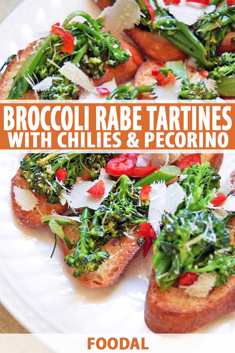 Vertical oblique overhead image of a white plate of broccoli rabe tartines on toasted baguette slices, with thinly slices red chili pepper and shaved aged Pecorino cheese on top, printed with orange and white text at the midpoint and the bottom of the frame.