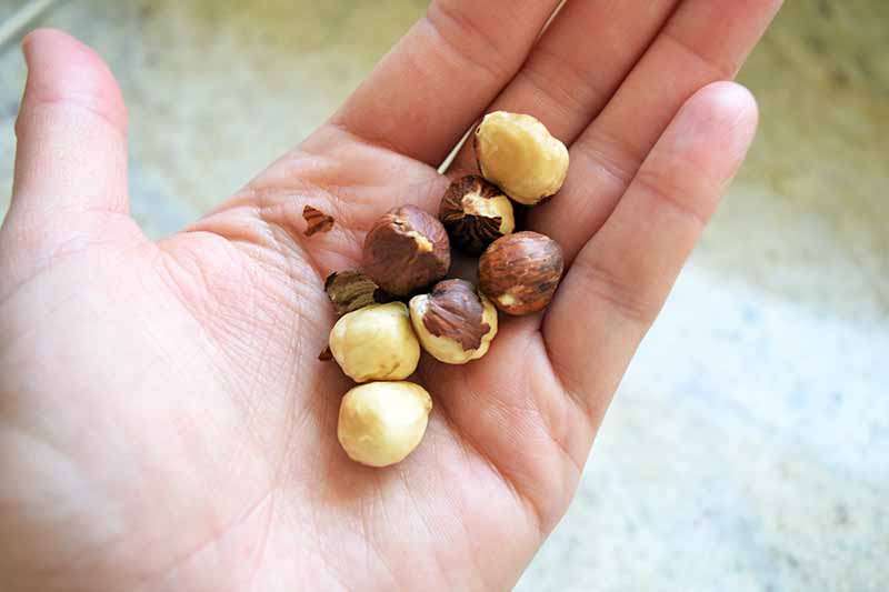 Horizontal closeup image of a hand holding five toasted hazelnuts with the skins partially removed, against a beige background.