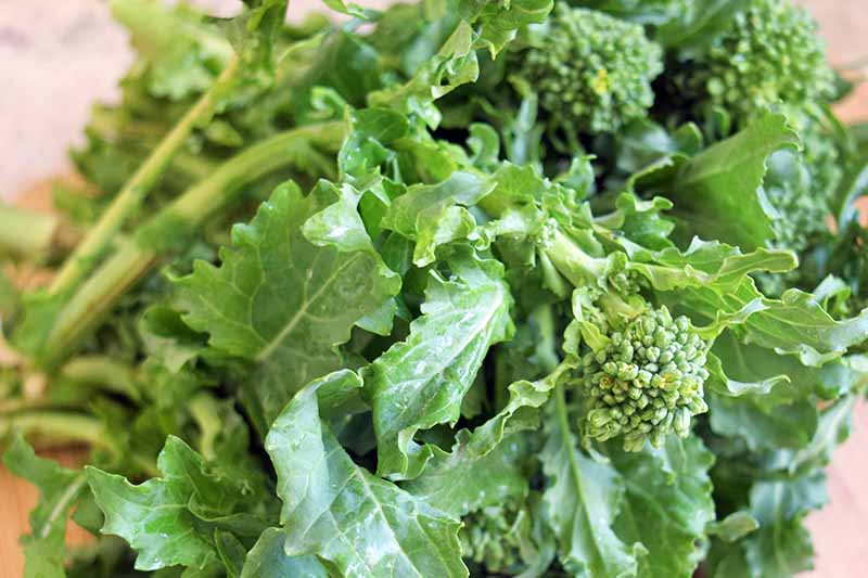 Closeup horizontal image of uncooked broccoli rabe.