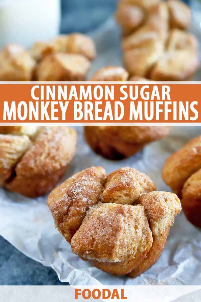 Vertical oblique overhead image of monkey bread muffins coated in cinnamon and sugar on a crumpled piece of white parchment paper, on a blue-gray surface, with a glass of milk at the top left corner of the frame, and printed with orange and white text at the midpoint and the bottom of the frame.