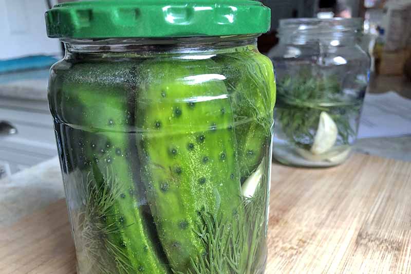 Horizontal closely cropped head-on image of a glass jar with a green lid, filled with cucumbers and brine, with another jar of garlic, brine, and dill in the background, on a wooden cutting board on a kitchen countertop.