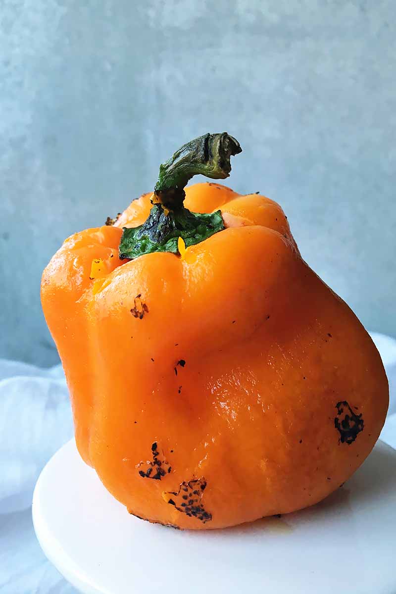 Vertical image of a single orange pepper with the out skin removed.