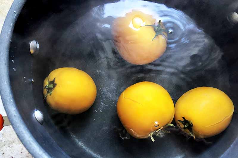 Four golden tomatoes are being blanched in hot, steaming water in a large cooking pot.