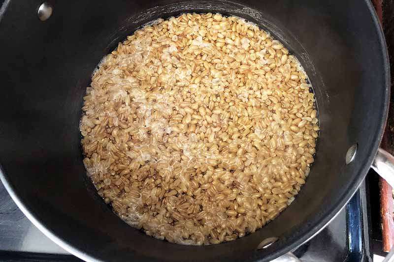 Overhead image of whole grain Khorasan wheat in water in the bottom of a nonstick saucepan.
