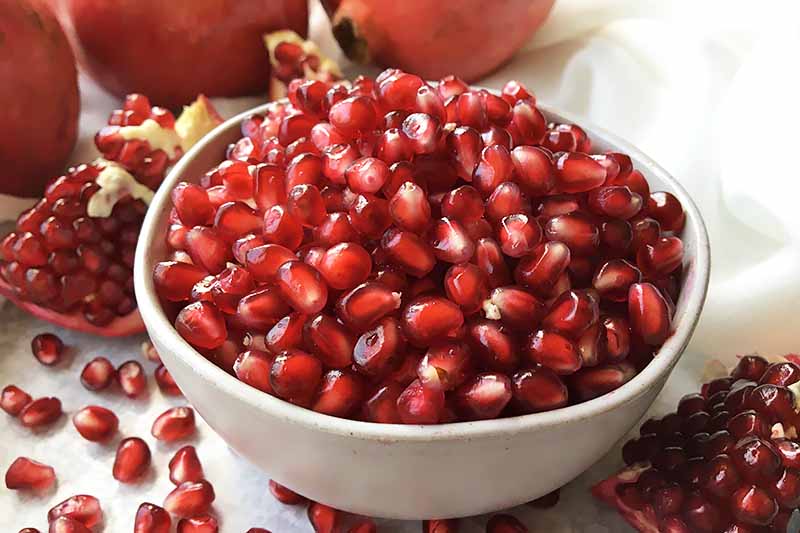 Horizontal image of a bowl of bright red arils.