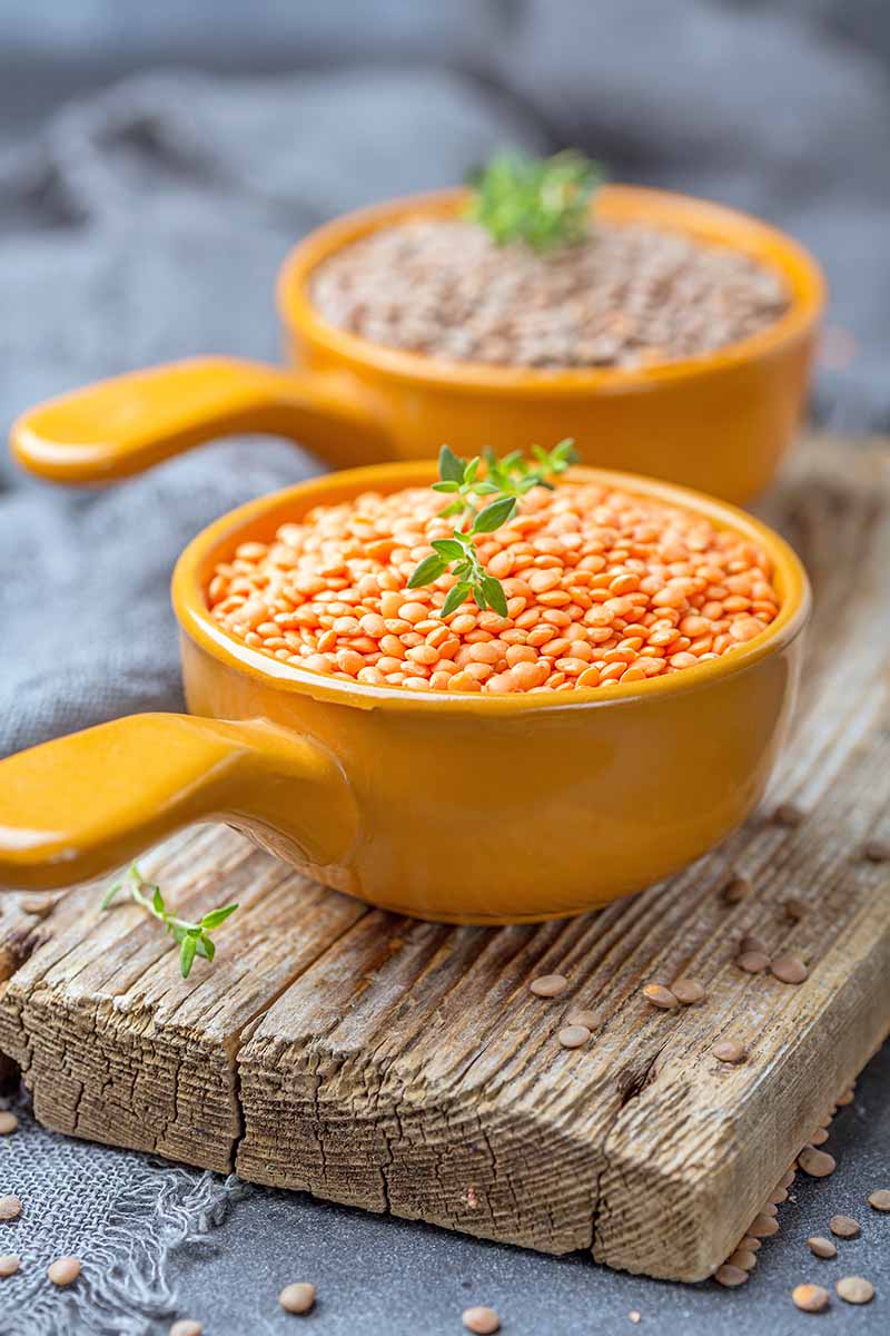 Vertical image of two orange measuring cups on a wooden board filled with small legumes and fresh herbs. 