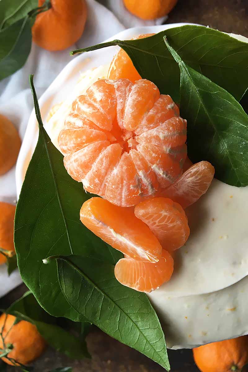 Vertical close-up image of a citrus and leaf garnish on a dessert.