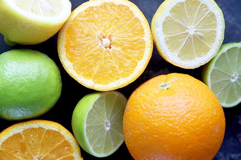 Overhead closely cropped image of sliced and whole orange, limes, and lemons, on a gray surface.
