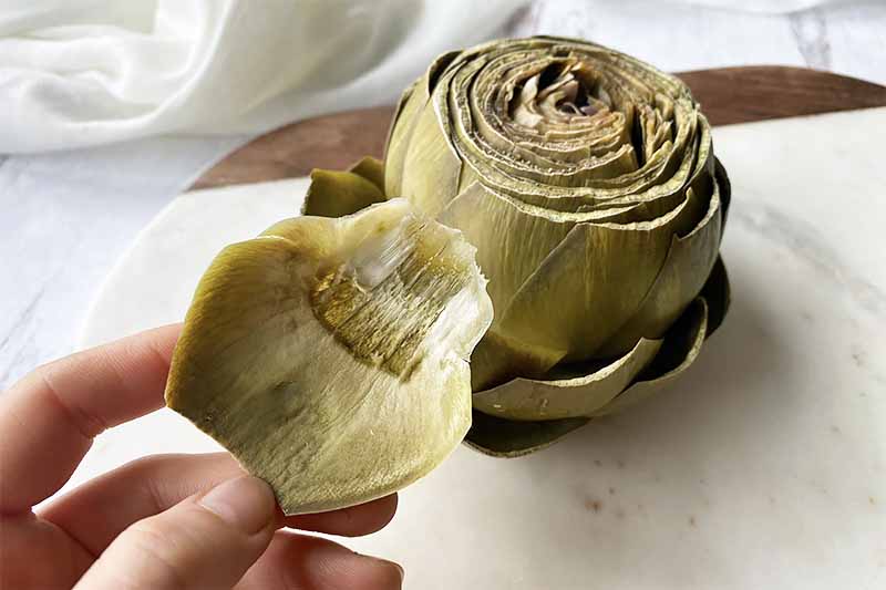 Horizontal image of a boiled artichoke and fingers holding one of the leaves on a white cutting board.