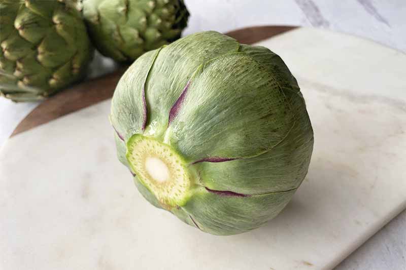 Horizontal image of the bottom of a green bulbous plant with its stem removed on a white cutting board.