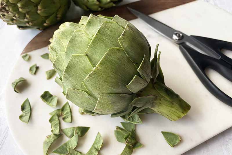 Horizontal image of a whole artichoke with the tips of each leaf cut off on a white cutting board next to kitchen shears.